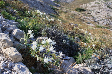 White flowers, Frioul archipelago
