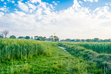 landscape image of green wheat fields in a village of punjab,pakistan