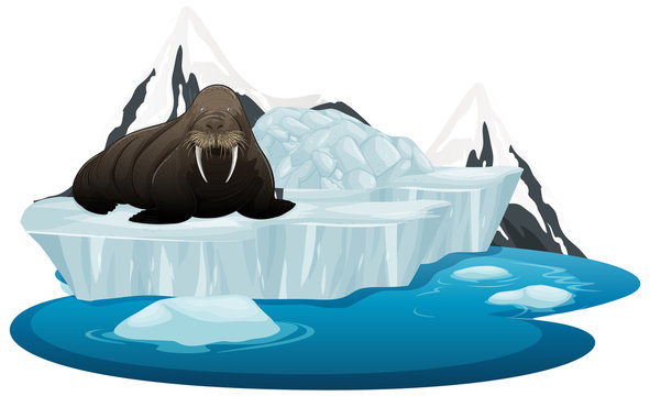 Isolated Picture Of Walrus On Ice