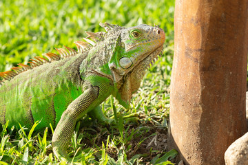 Close up photo of a Central American green iguana
