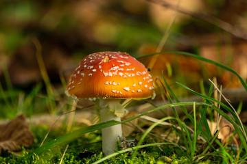 Pilz 2