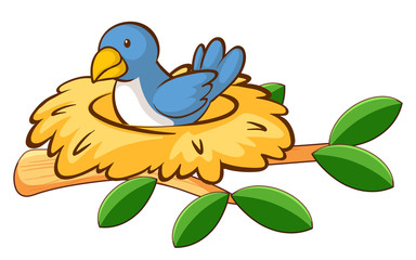 Bird in nest on white background