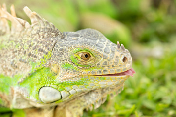 Fototapeta premium Close up photo of a Central American green iguana