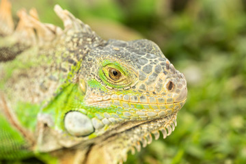 Close up photo of a Central American green iguana