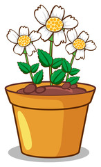 White flowers on white background