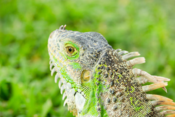 Close up photo of a Central American green iguana