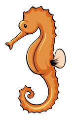Orange seahorse on white background