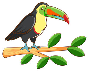 Toucan bird on white background
