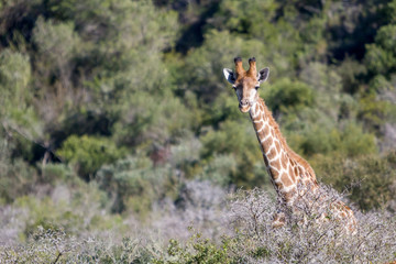 Giraffe in South Africa