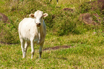 Novilha Nelore IMG_3612