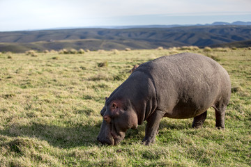 Hippo grazing out of water in a field