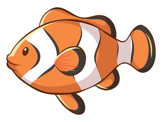 Cute clownfish on white background