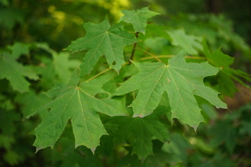 big green maple leaves on branch in the forest.