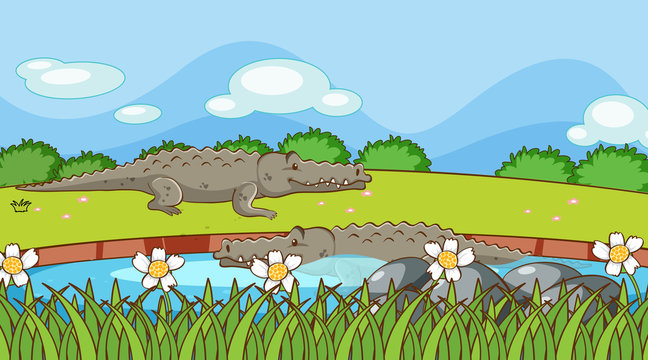 Scene with crocodiles in the river