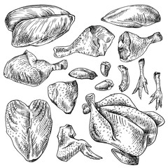 Chicken cuts, hen parts. Domestic bird meat set. Engraving sketch style. parts of carcass: brisket wing, fillet, heart, whole leg, liver, gizzard, feet. 