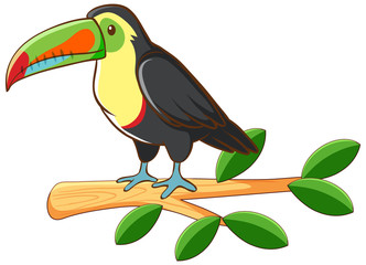 Toucan on white background