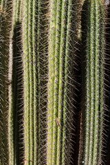 Cactus closeup