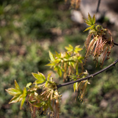 Close up of the flowering Acer negundo, box elder, boxelder maple, ash-leaved maple, maple ash, elf, ashleaf or Manitoba elder. Russia, Europe