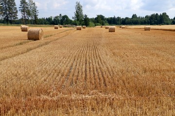 Wheat field after harvest. Autumn background. Silage