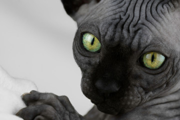 Sphynx kitten looks curious, close up