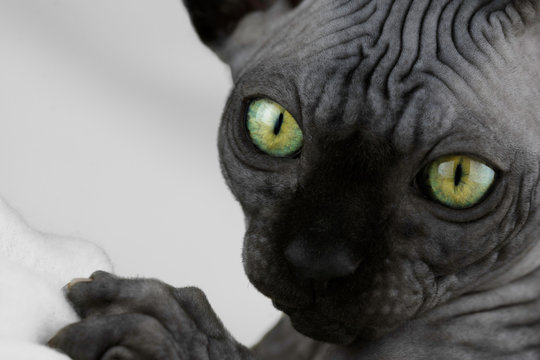 Sphynx kitten looks curious, close up