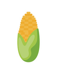 sweet corn in white background