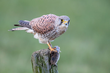 Common kestrel on a pole eating from a European Water Vole in the meadow in the Netherlands