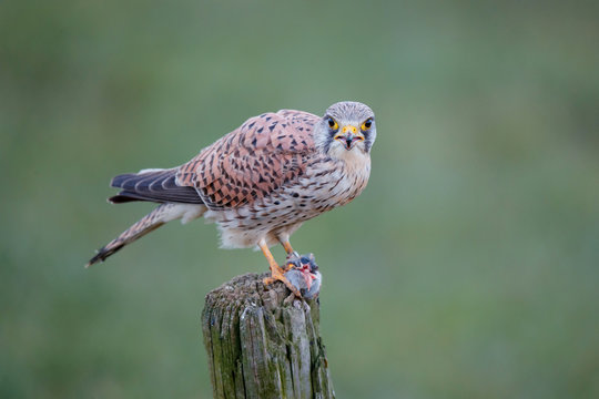 Common kestrel on a pole eating from a European Water Vole in the meadow in the Netherlands