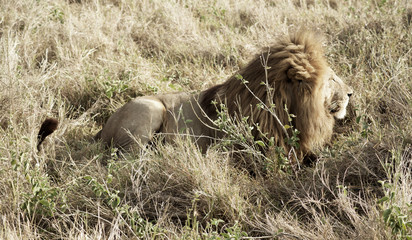 Naklejka na ściany i meble Ngorongoro y Tarangire