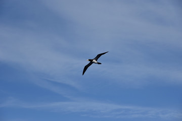 Blue sky, on the sunny day, with flying seabird Brown Booby. 