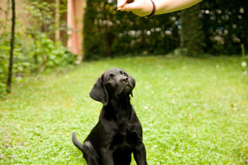 Labrador Retriever Puppy