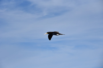 Blue sky, on the sunny day, with flying seabird Brown Booby. 