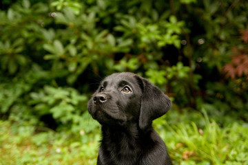 Labrador Retriever Puppy
