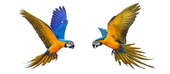 Blue and gold macaw parrot isolated on white