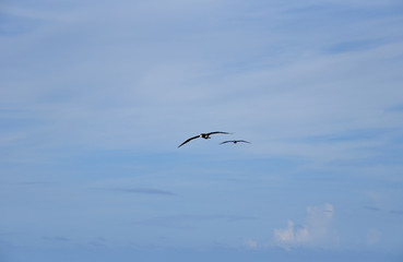 Blue sky, on the sunny day, with flying seabird Brown Booby. 