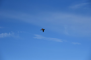 Naklejka na ściany i meble Blue sky, on the sunny day, with flying seabird Brown Booby. 