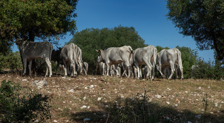 Obraz na płótnie Canvas Santa Tecla national Park. Apulia. Italy. Cows