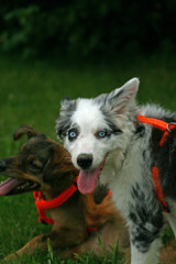 Border Collie