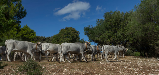 Obraz na płótnie Canvas Santa Tecla national Park. Apulia. Italy. Cows