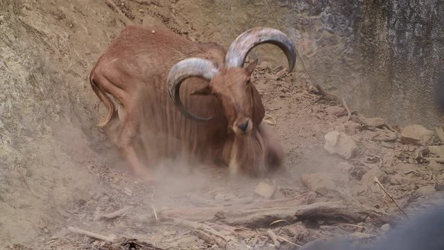 4K video of Barbary sheep, Thailand.