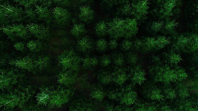 Tannenbaum Feld in dem Nordmanntannen gez&uuml;chtet werden f&uuml;r das Weihnachtsgesch&auml;ft