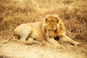 Ngorongoro y Tarangire