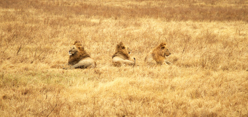 Ngorongoro y Tarangire