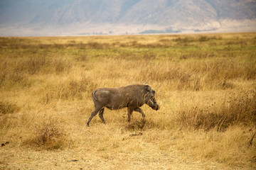 Ngorongoro y Tarangire