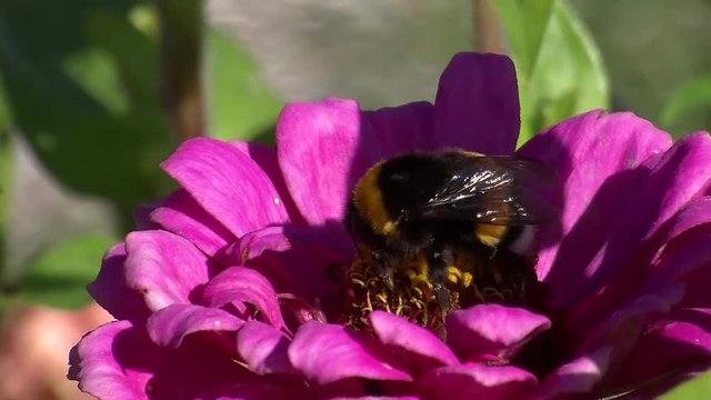 Im Wind schaukelnde pinke Zinnienbl&uuml;te und eine Hummel in Gro&szlig;aufnahme