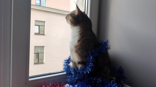 Christmas fluffy cat sits on the windowsill and looks out the window. Cat in Christmas tinsel