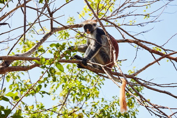 Zanzibar red colobus sitting on the tree