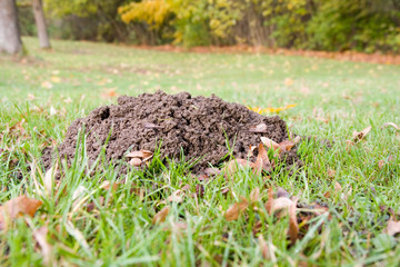 Maulwurfshügel auf Wiese 3