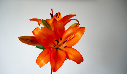 Lilium bulbiferum, common names orange lily. Flower