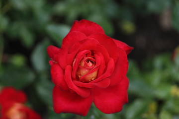  薔薇　ばら　希望